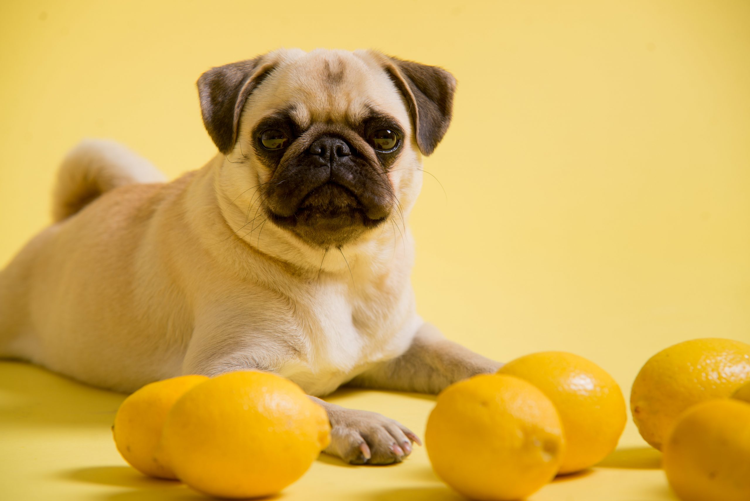 How Amazing Dog Moms Make Lemonade When Their Dogs Give Them Lemons